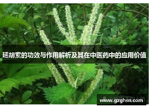 延胡索的功效与作用解析及其在中医药中的应用价值